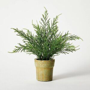 Studio McGee Small Potted Cypress - Threshold
